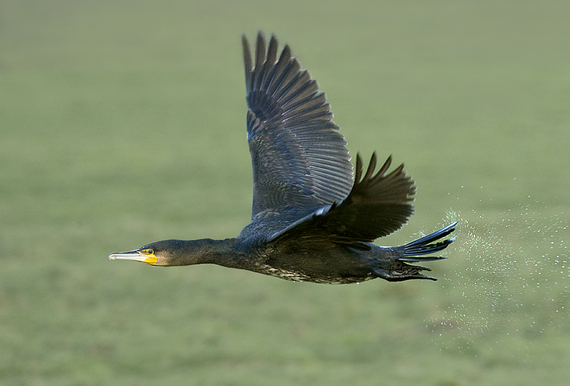 006 aalscholver L.jpg